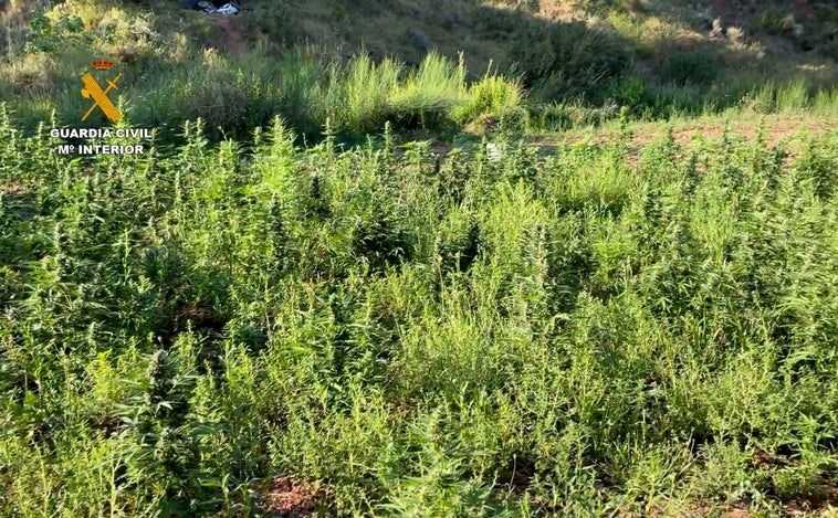 Desmantelan un macrocultivo de 4.000 plantas de marihuana en un paraje natural de la provincia de Valencia