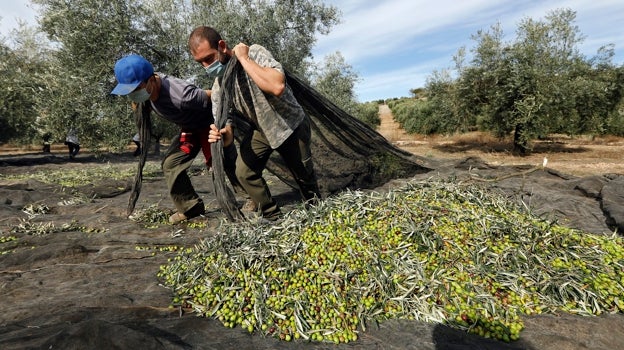 Trabajadores del campo durante la recogida de la aceituna en la capaña 20/21