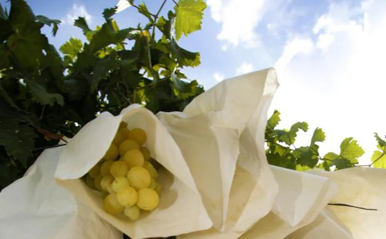 Este año habrá menos uvas para Nochevieja por la inflación y «será difícilmente sustituible»