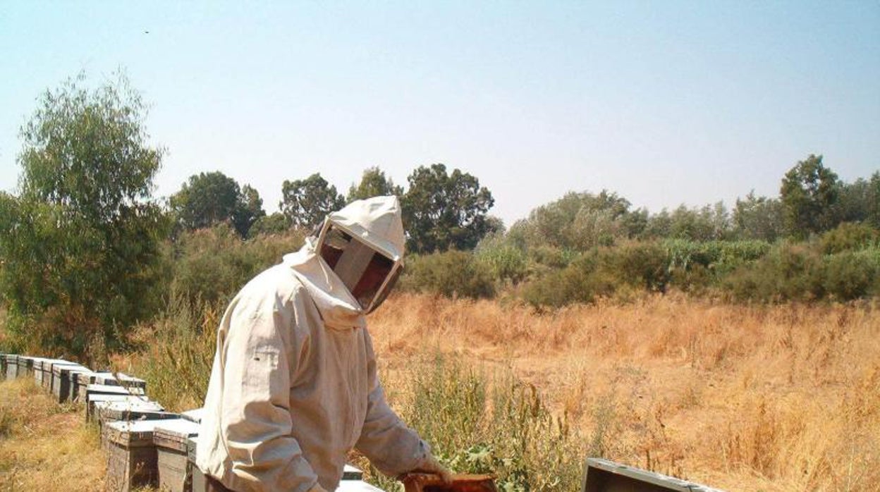 La sequía y el calor reducen un 80% la producción de miel en Córdoba