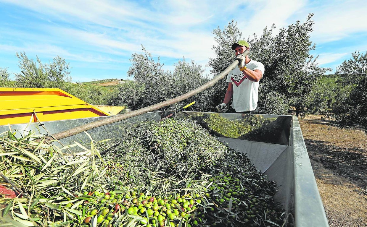 Un trabajador en la recogida de aceituna de Córdoba