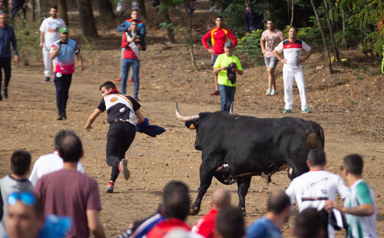 Festejo del Toro de la Vega en Tordesillas en 2019, bajo la modalidad de encierro