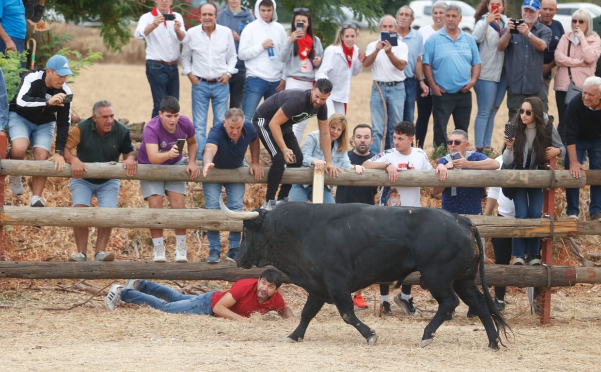 Encierro celebrado en Tordesillas en sustitución del Toro de la Vega