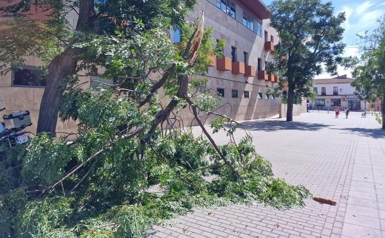 Susto junto a los juzgados de Toledo al desprenderse de un árbol una rama de gran envergadura a las tres de la tarde