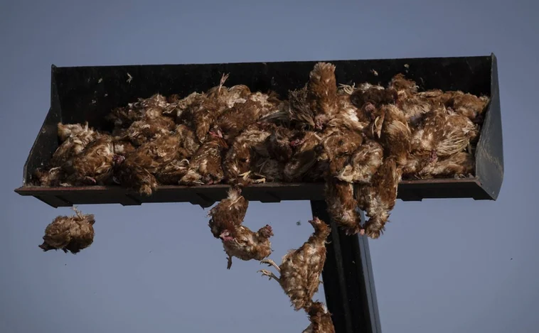 Sacrifican a más de 600.000 gallinas por un foco de gripe aviar en una granja de Fontanar