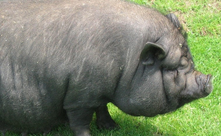 Muere un cerdo vietnamita intoxicado en el incendio de una vivienda en Ponferrada