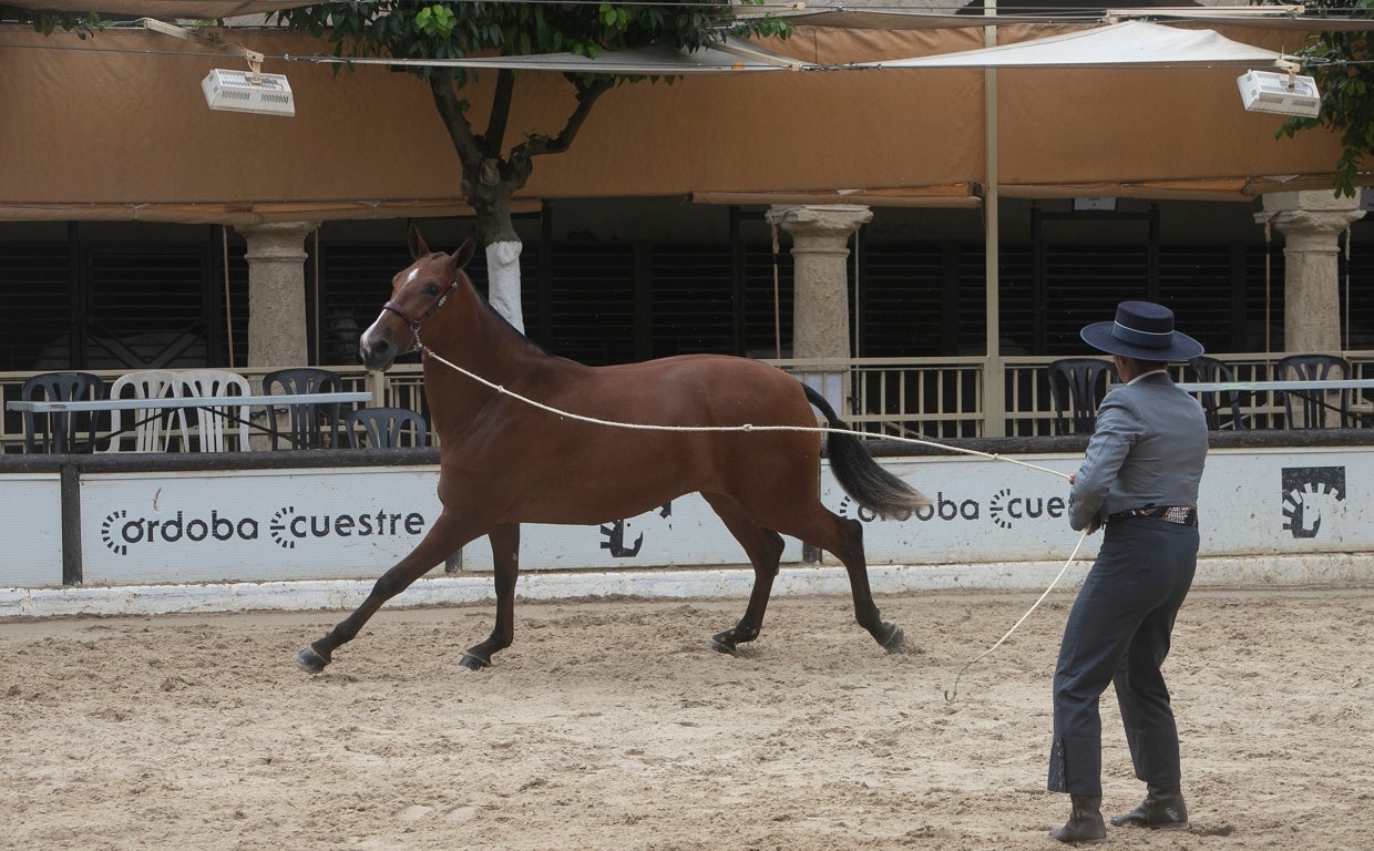 El Concurso Morfológico de Cabalcor de Córdoba, en imágenes