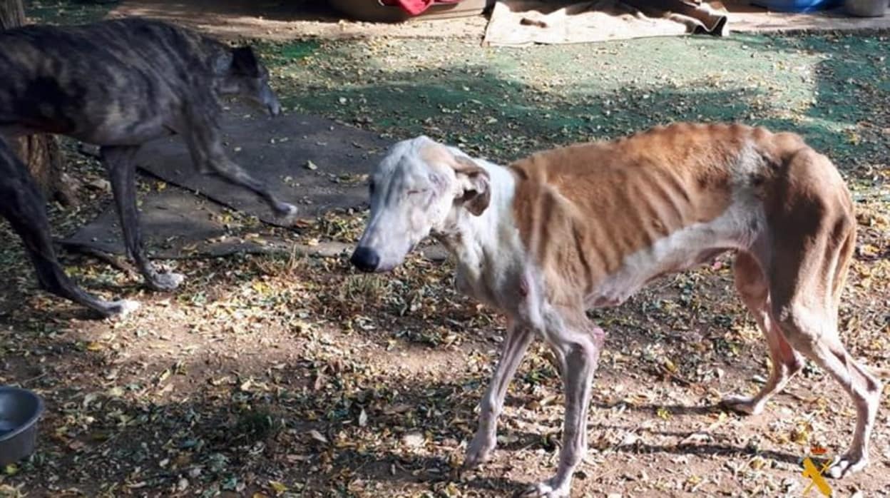 Investigan en Almería un refugio de animales abandonados por maltrato