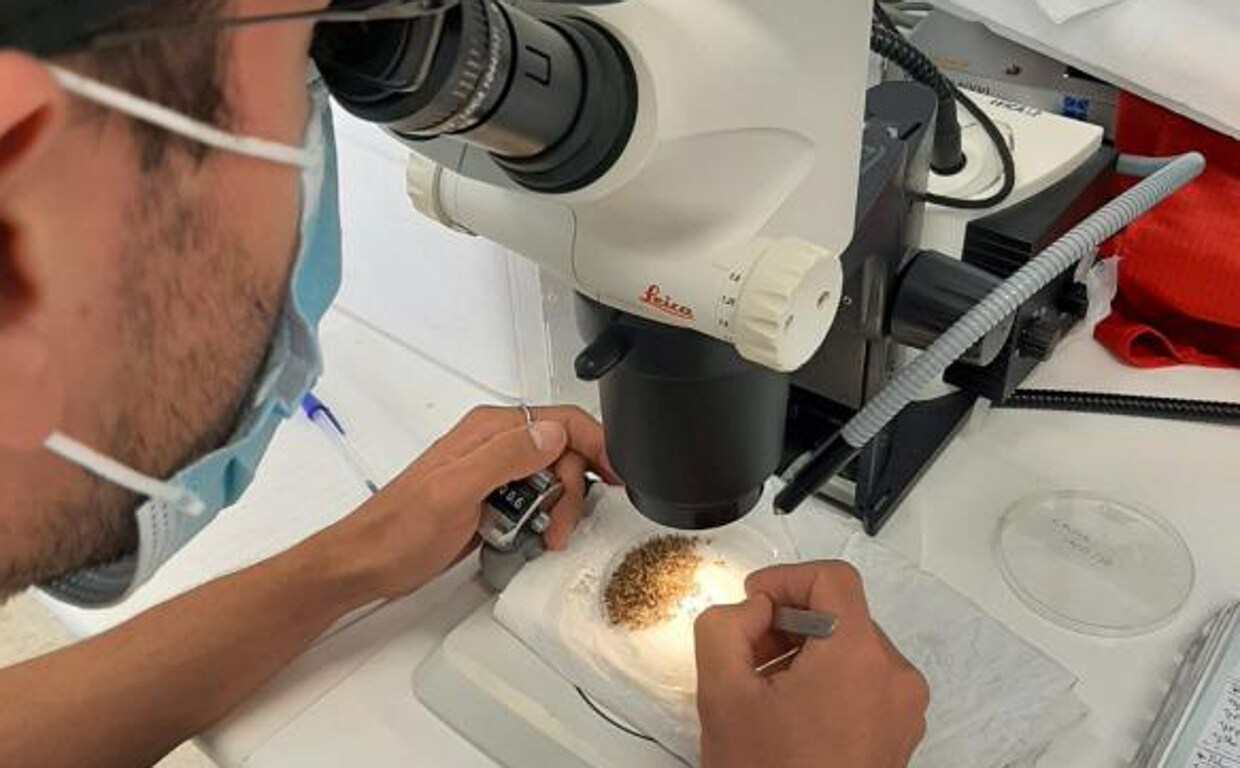 Un investigador, analizando muestras de un posible caso de virus del Nilo