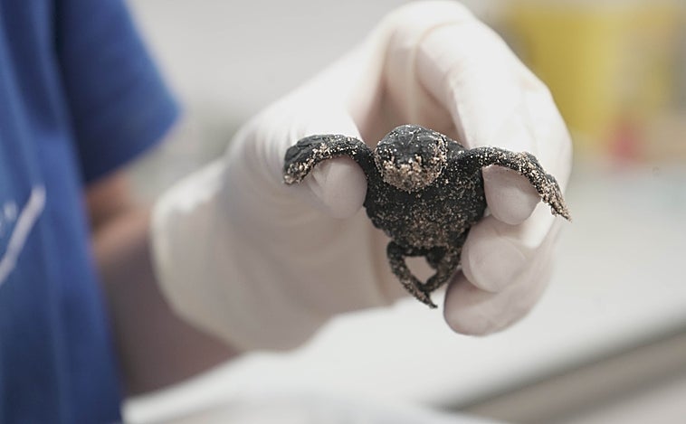 Nace en el Oceanogràfic de Valencia la primera tortuga marina del único nido registrado este año en España