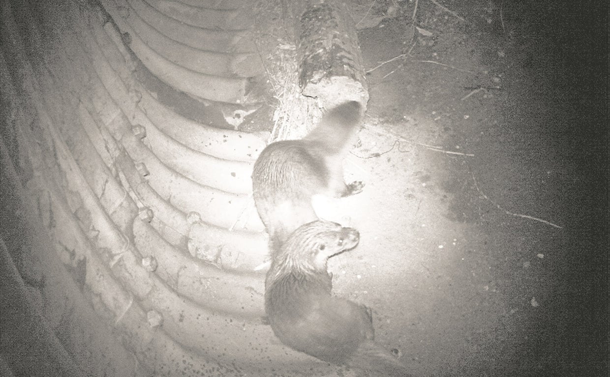 Nutrias captadas por el sistema de fototrampeo en la Comunidad de Madrid