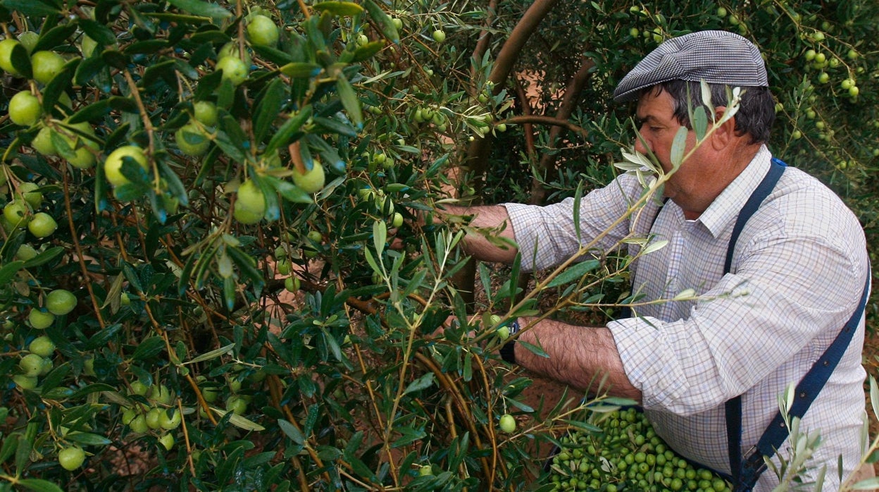 El sector de la aceituna de mesa de Córdoba prevé que la cosecha se reduzca a la mitad