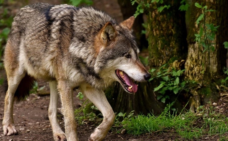 Los lobos devoran a cuatro potros en una granja de Espinosa de los Monteros (Burgos)