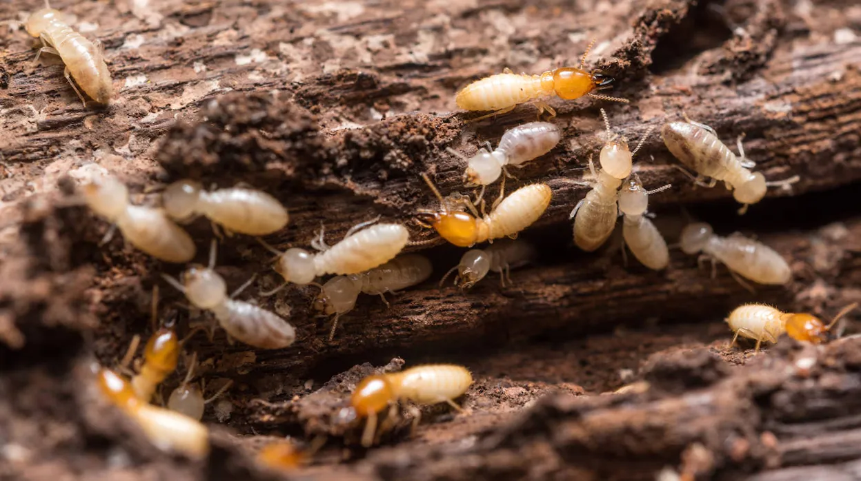 Remedios caseros para eliminar las termitas de tu hogar