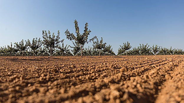 El pistacho se adapta muy bien a las temperaturas extremas y a la escasez de agua de Castilla-La Mancha