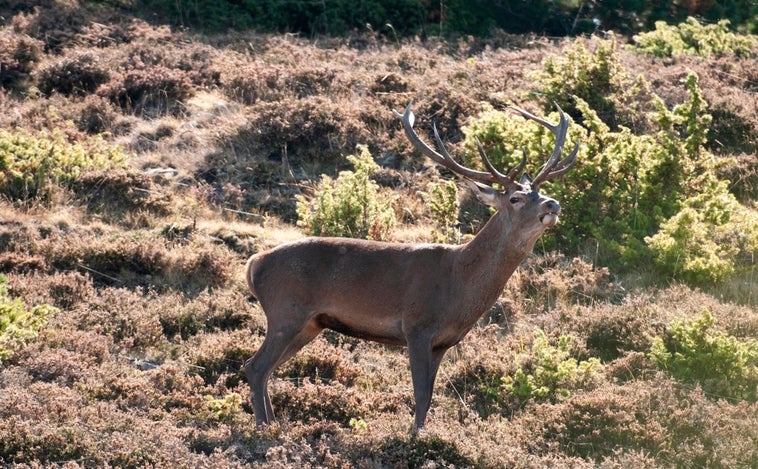 Los lugares en los que se puede disfrutar en Castilla y León de una berrea tardía por la sequía