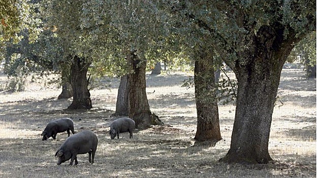 El sector del ibérico de Córdoba teme que la alta inflación lastre la campaña de Navidad