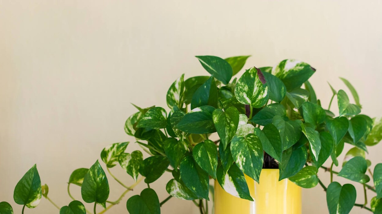 Cuidados del poto: consejos para que la planta crezca bonita en interiores