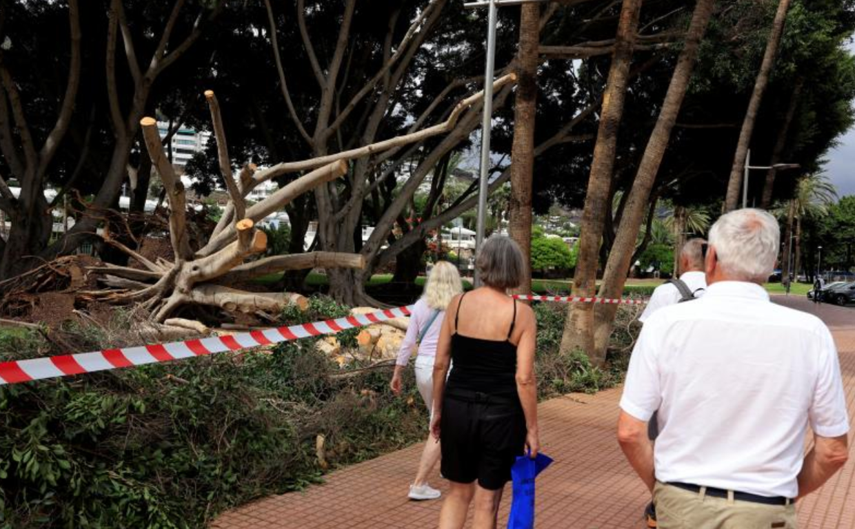 Peatones observan el corte de la calle por la caída de un árbol en Las Palmas de Gran Canaria