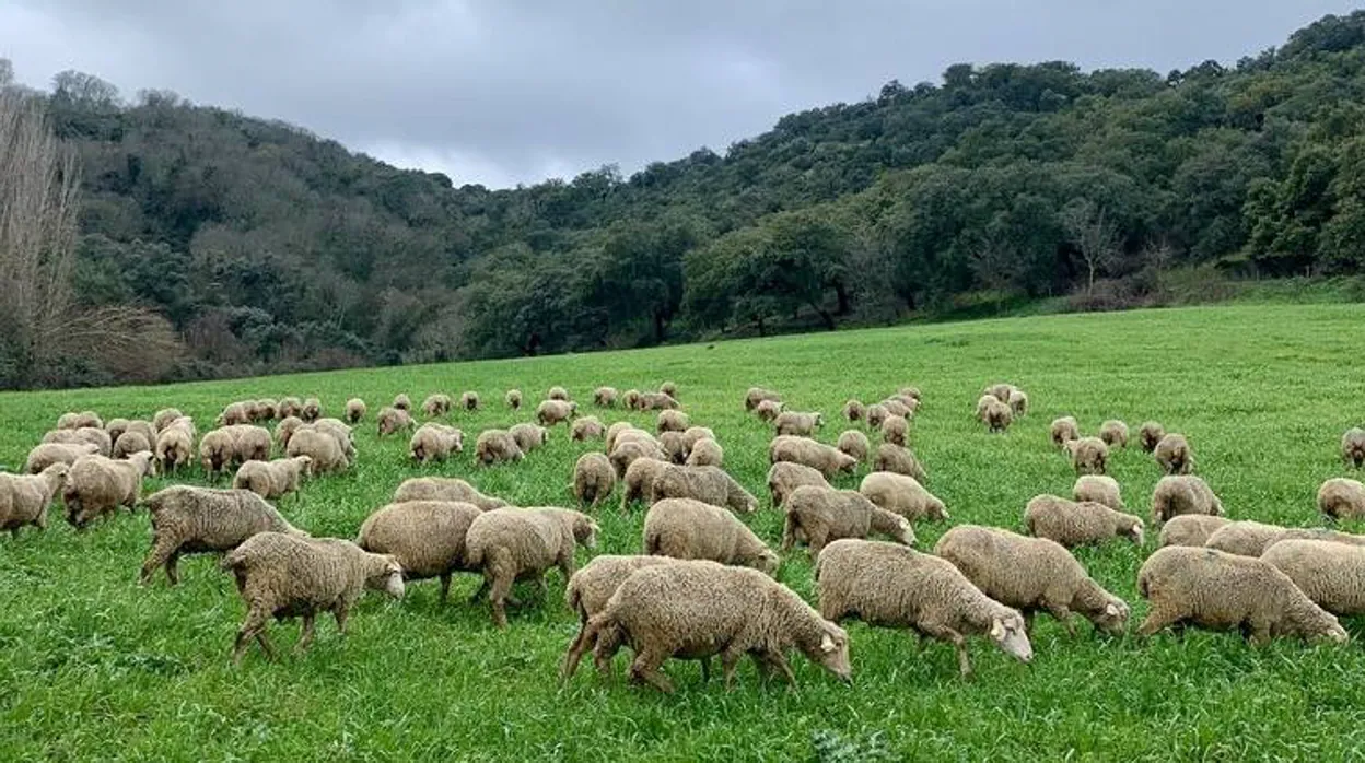 Confirmado un segundo foco de caprina en una explotación de ovejas en Granada