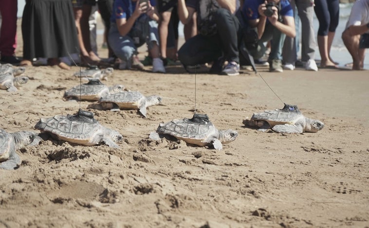 Las catorce tortugas marinas del nido encontrado en Valencia vuelven al mar un año después