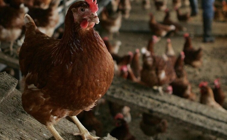 Castilla-La Mancha registra el primer caso de gripe aviar en humanos