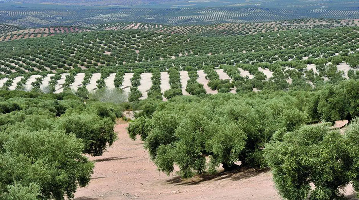 Una moratoria en la nueva PAC, la tabla de salvación del olivar ante una de las cosechas más bajas del siglo