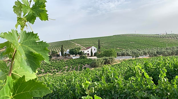 De la uva al vino: cinco lagares con solera y encanto turístico en Córdoba