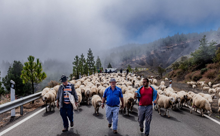 la trashumancia canaria quiere ser internacional