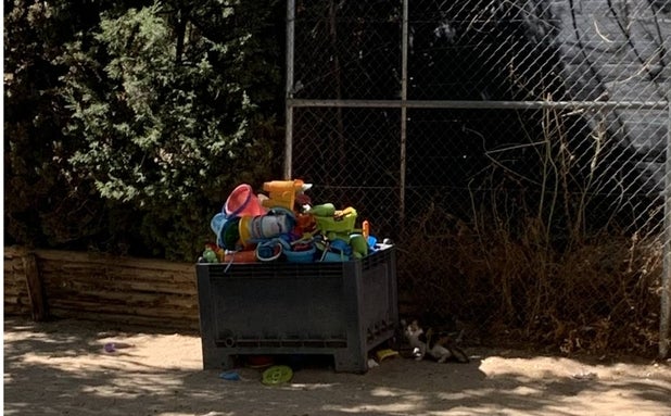 Un colegio donde los gatos campan a sus anchas