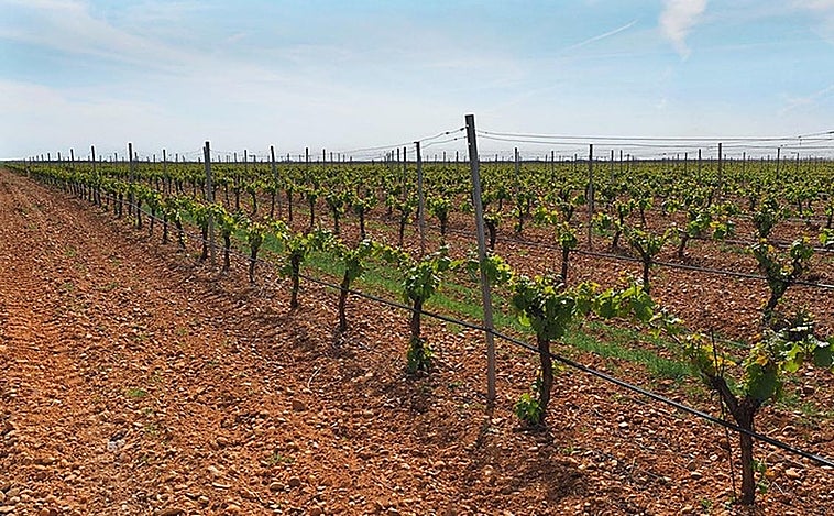 Castilla-La Mancha abonará  17 millones a más de 900 viticultores por reestructuración del viñedo
