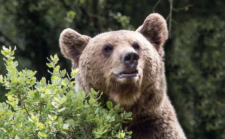 Buscan al oso que llegó al centro de Ponferrada en el entorno del río Sil y en las zonas arboladas