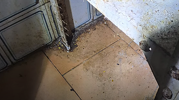 Restos de insectos muertos y suciedad por el suelo.