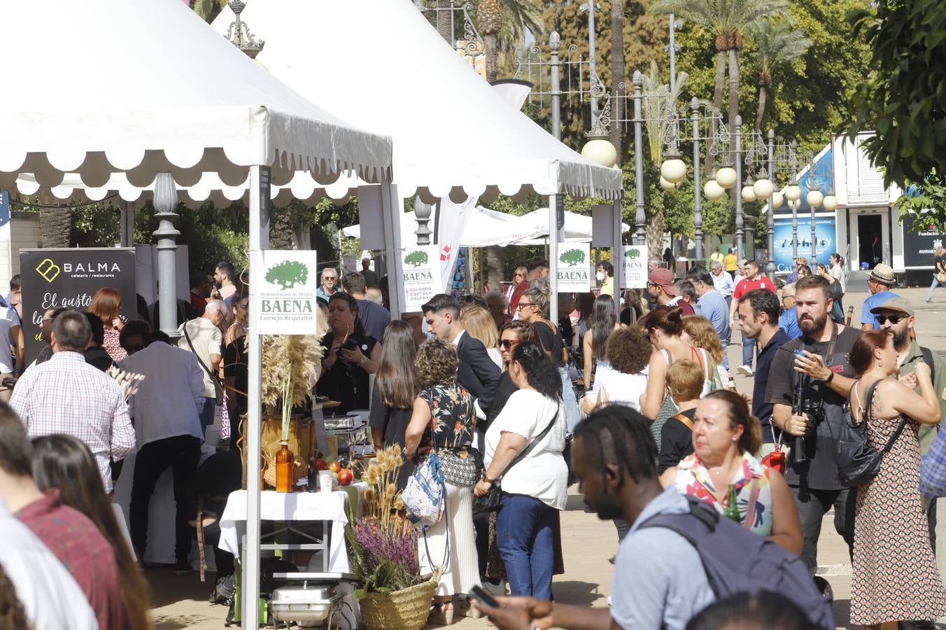 Las mejoras tapas de Córdoba en la calle, en imágenes