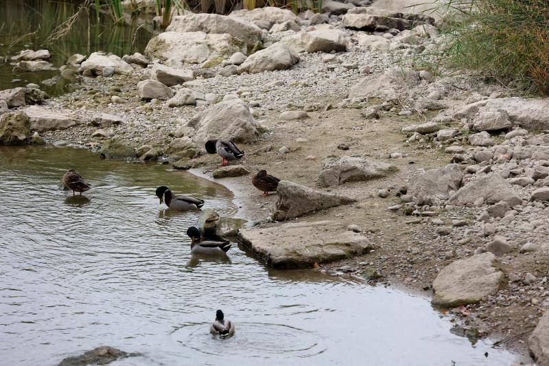 La sequía del Guadalquivir a su paso por Córdoba, en imágenes