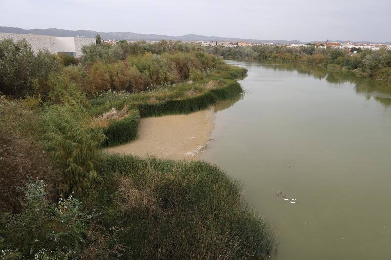 La sequía del Guadalquivir a su paso por Córdoba, en imágenes