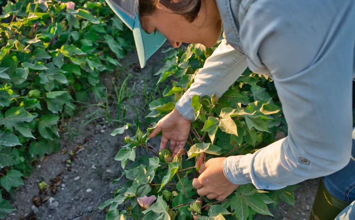 Ingeniería Agrónoma es una de las carreras universitarias con mayor empleabilidad