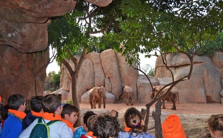 Bioparc Valencia abre la inscripción para la edición navideña de su escuela de vacaciones 'Expedición África'