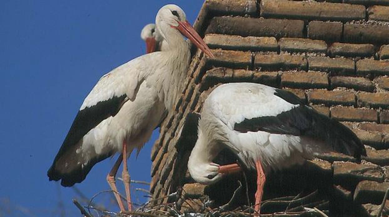 Confirman tres casos de gripe aviar en cigüeñas halladas muertas en el Guadalquivir a su paso por Córdoba