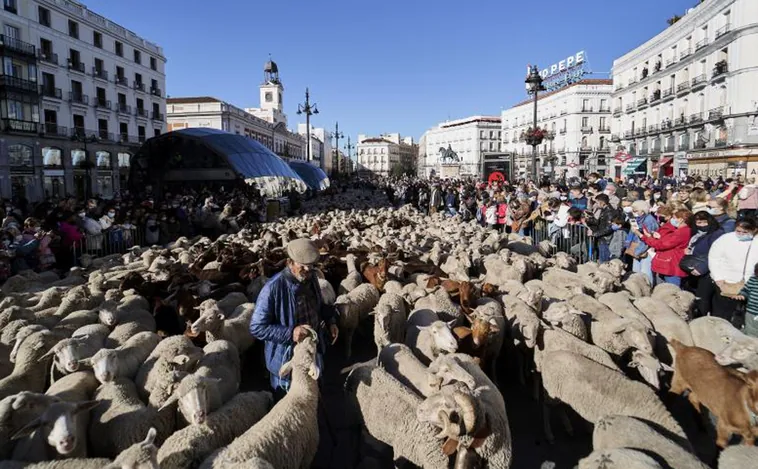 Fiesta de la Trashumancia en Madrid: estos son los cortes de tráfico previstos para el domingo