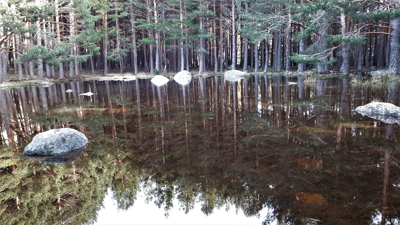 La Laguinilla del Lomo (Manzanares El Real) es otra charca estacional, de origen natural, la mayor que existe por debajo del límite forestal en la Sierra de Guadarrama, en la vertiente madrileña.