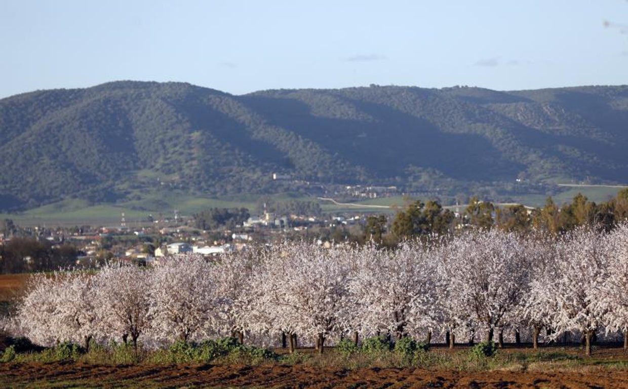 Una plantación de almendros en flor en el Valle del Guadalquivir con la Sierra Morena cordobesa al fondo