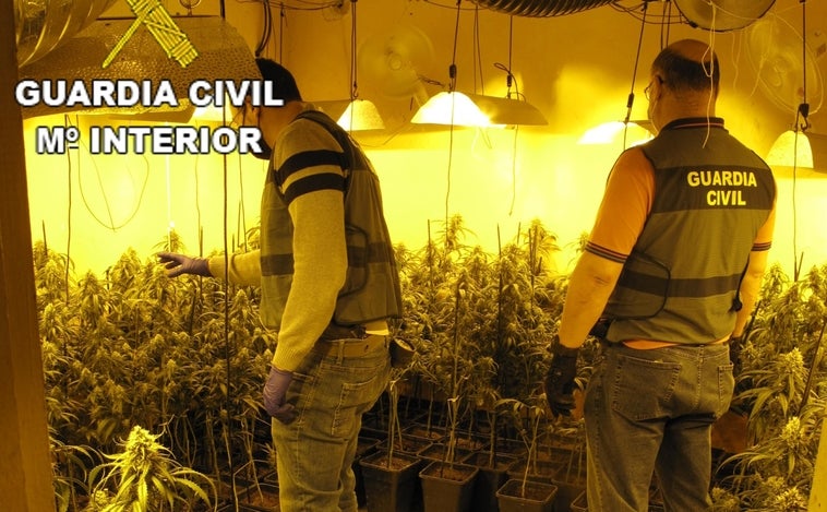 Tres detenidos tras desmantelar una plantación de marihuana en una vivienda de Villacañas