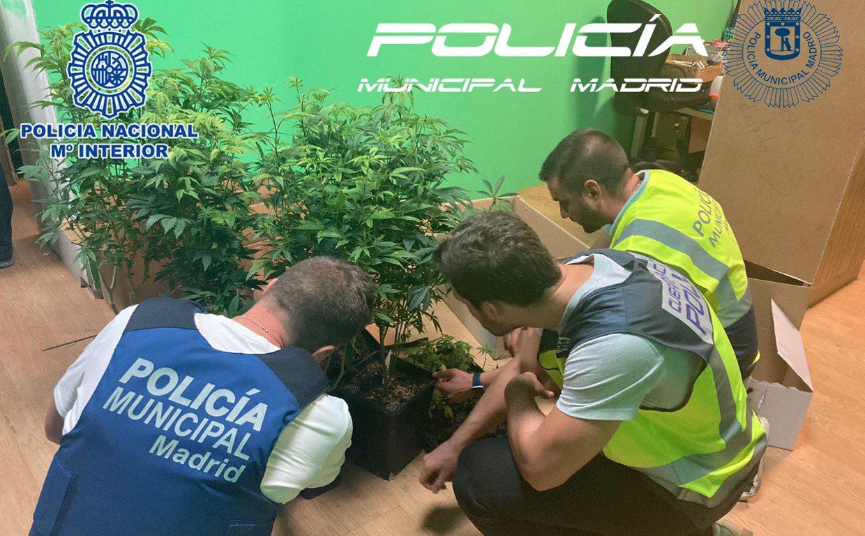 Operación Caimán: el club de cannabis era una tapadera para vender droga en Hortaleza