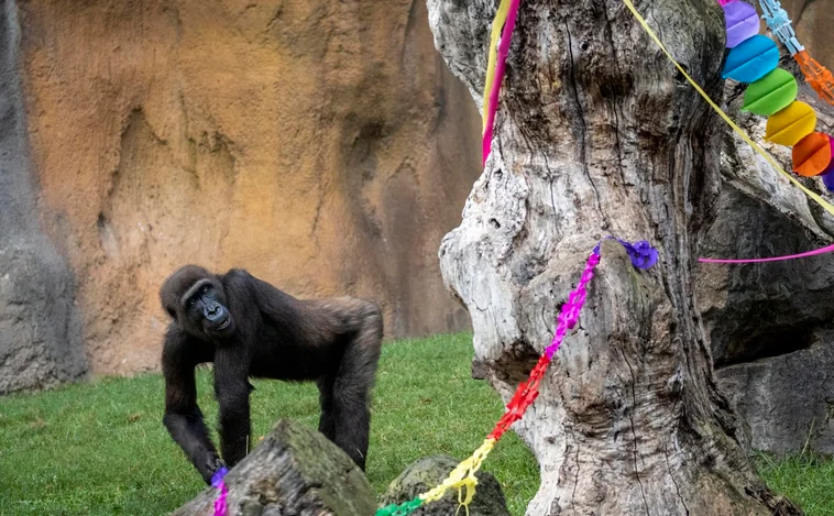 Ebo, el primer gorila «valenciano», cumple diez años en Bioparc