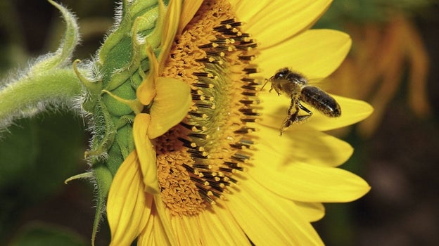 Una abeja se posa en una margarita para extraer el néctar
