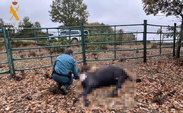 Investigado por el abandono de varias yeguas en un monte de Matamorisca (Palencia)