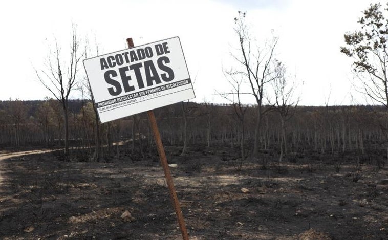 Ni un boletus en la mayor zona productora de Zamora