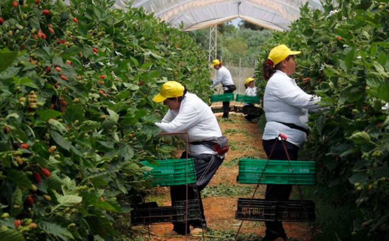 Temporeras trabajando en la fresa en Huleva