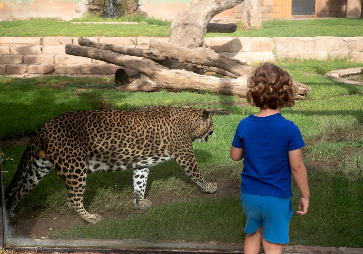 Los rinocerontes que llegarán al Zoo de Córdoba ya tienen constructora para su nuevo hogar, que costará 316.415 euros